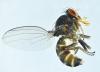 Drosophila subobscura